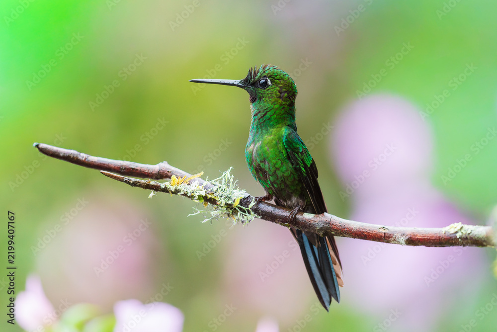 Obraz premium Green-crowned Brilliant hummingbird (Heliodoxa jacula) perched on a thin branch against a vibrant, blurred pink floral background in the cloud forest of Ecuador.
