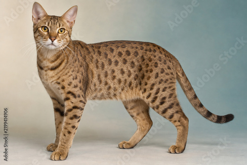 Realistic Ocicat cat in a full body studio portrait