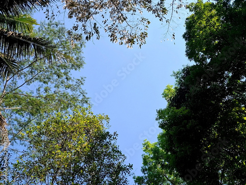 Clear blue sky framed by lush tropical forest canopy with various green foliage.
