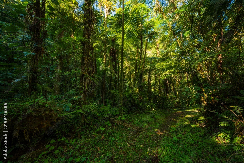 Fototapeta premium Lush green trail winding through the dense vegetation, ferns, and towering trees of the Brazilian Atlantic Forest (Mata Atlântica) in South America.