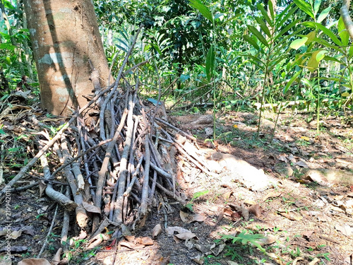 Pile of dry wooden branches beside big tree trunk in green tropical forest.