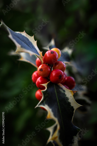 Variegated holly plant growing in nature, showcasing its vibrant red berries and distinctive green and white leaves, symbolizing winter and holiday seasons