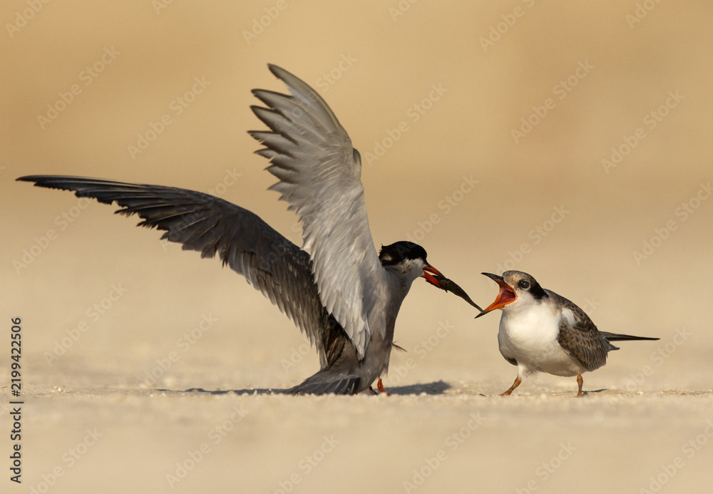 Obraz premium White-cheeked Tern feeding its chick at Tubli coast, Bahrain