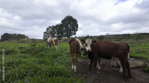 Brown and white cows grazing on a green pasture against a cloudy sky in a rural landscape during a calm day on the farm.