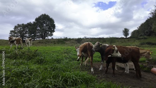Brown and white cows grazing on a green pasture against a cloudy sky in a rural landscape during a calm day on the farm.