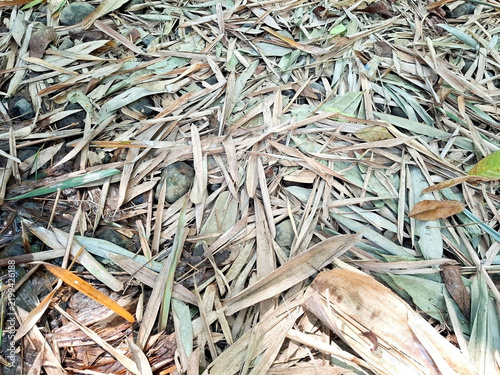 Dry bamboo leaves on the forest floor texture for natural background wallpaper.