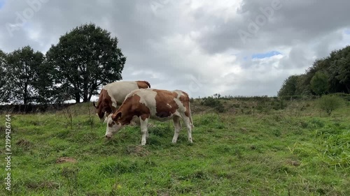 Brown and white cows grazing on a green pasture against a cloudy sky in a rural landscape during a calm day on the farm.