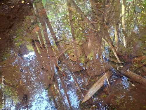 Reflection of bamboo stalks in brown muddy pond water surface within forest area.