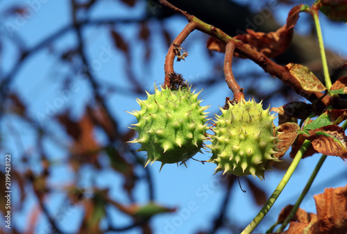 horse chestnut fruits on a tree