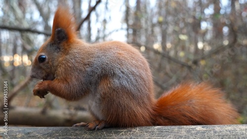 Close up of wild fluffy squirrel eating found walnuts at autumn park. Cute brown rodent gnawing nuts at forest. Pretty small sciurus chewing food outdoor. Concept of wildlife