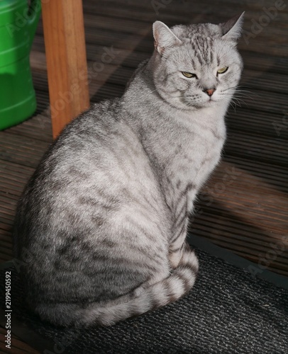 Katze sitzt in der Sonne auf Terrasse