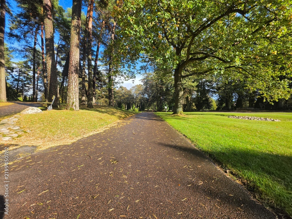 Fototapeta premium Low Angle Asphalt Walkway Surrounded by Tall Trees in Autumn Park 