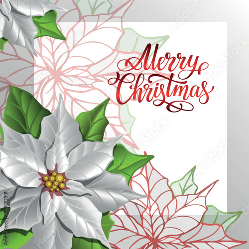 Christmas square card with white poinsettia flower vector illustration. Decorative winter holiday greeting template with Merry Christmas lettering.