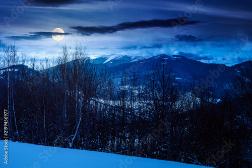snowy meadow in birch forest. frozen winter night. beautiful nature landscape in mountains in full moon light. alpine wilderness background