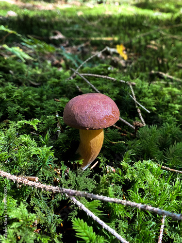 Foto mushroom in the forest