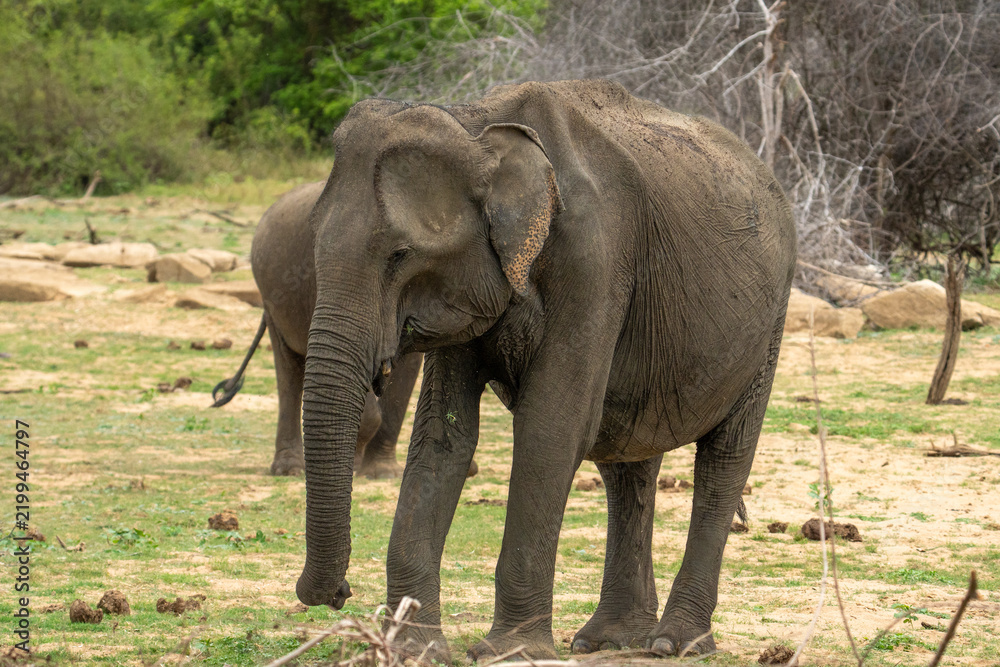 Fototapeta premium Sri Lankan Elephant Standing in Dry Zone Scrubland at Minneriya National Park