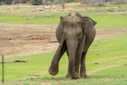 Fotografía Sri Lankan Elephant Walking Across Dry Grassland in Sri Lanka