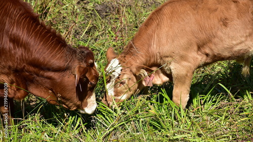 czech piebald cattle,here cow with its calf,Czech republic