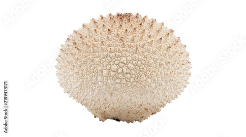 Spiky textured mushroom cap isolated on transparent background for nature and fantasy designs.