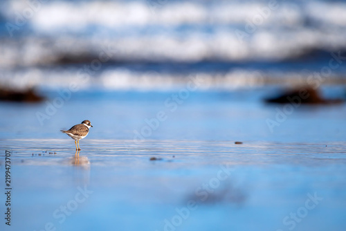 Common Ringed Plover resting on the coast.