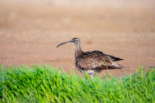 Whimbrel on the coast.