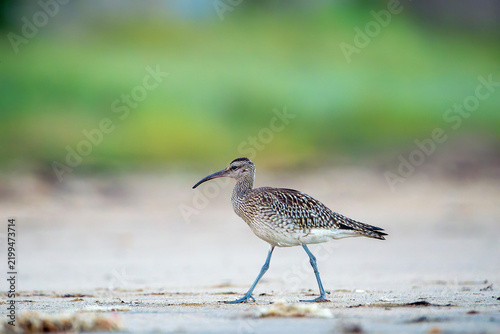 Whimbrel on the coast.
