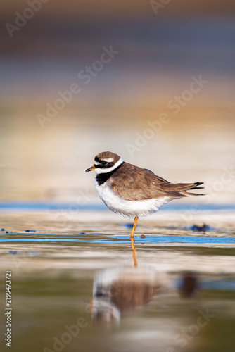 Common Ringed Plover resting on the coast.