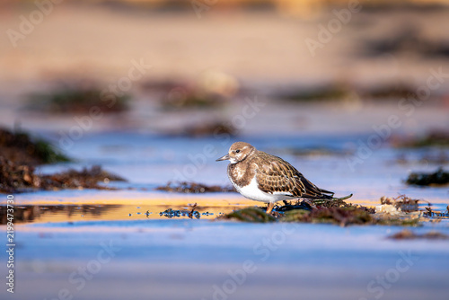 Ruddy turnstone perched on the shore.