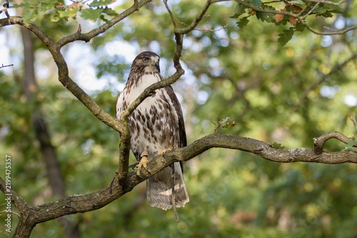  Red-tailed hawk (Buteo jamaicensis)