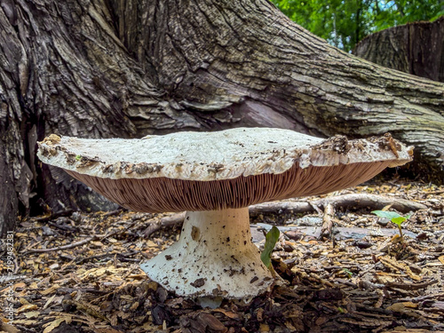 Quadro su tela Agaricales mushroom growing on the forest floor, low-angle view showing its broad cap, thick stem and closely spaced gills