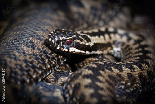Common European adder (Vipera berus)