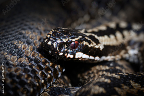 Canvastavla Common European adder (Vipera berus)