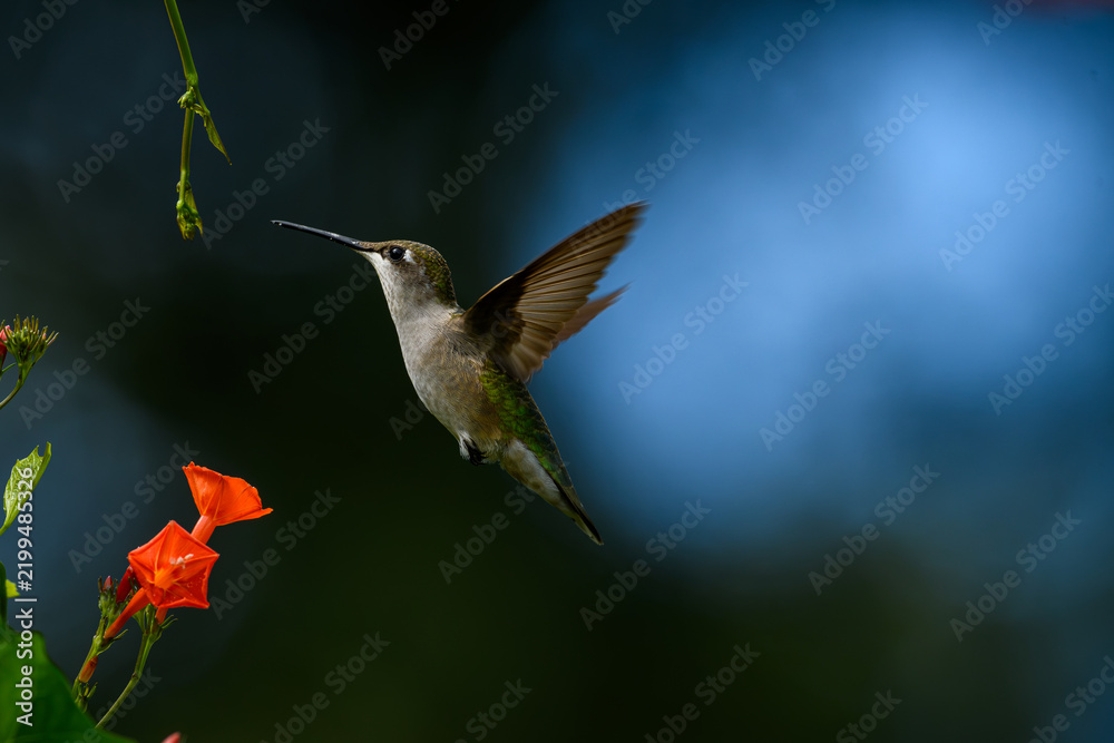 Fototapeta premium Female Ruby-throated Hummingbird inflight near a bright red morning glory flower. It generally spends the winter in Central America and migrates to Eastern North America for the summer to breed.