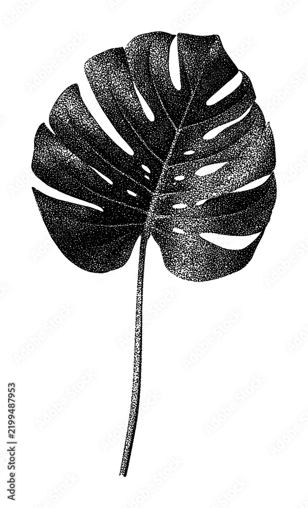 Obraz premium PNG Monstera leaf botanical illustration isolated on white