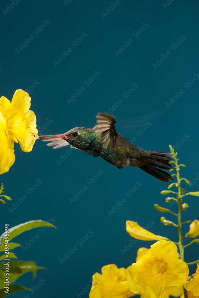 Obraz premium Broad-billed hummingbird feed in a flower