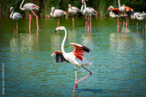 Obraz na plátně Flamingo raising black and pink wings in a Camargue lagoon