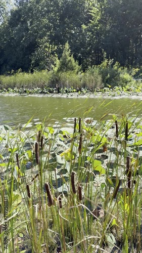 tall cattails in wetland
