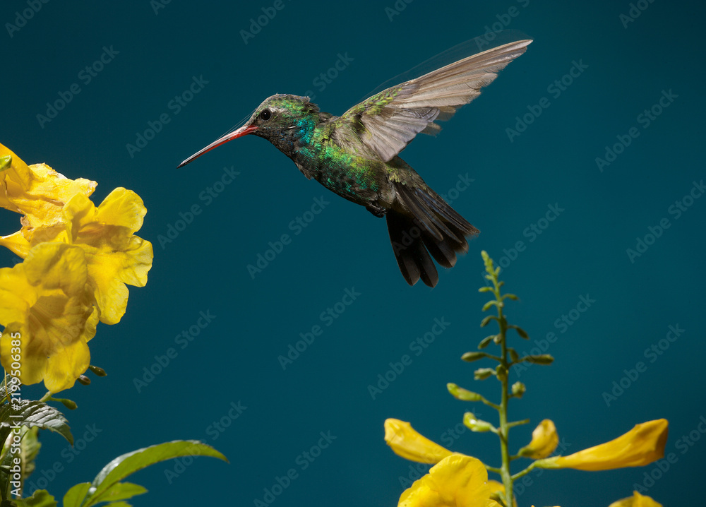 Fototapeta premium Broad-billed hummingbird flying in to feed on a flower
