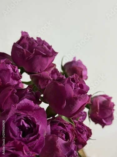 Dark Pink Peony Roses on Light Background, Elegant Floral Composition