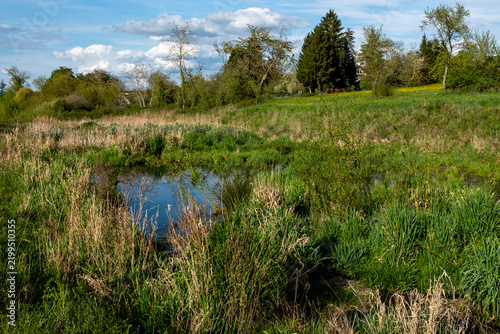 Une mare au milieu d'une prairie