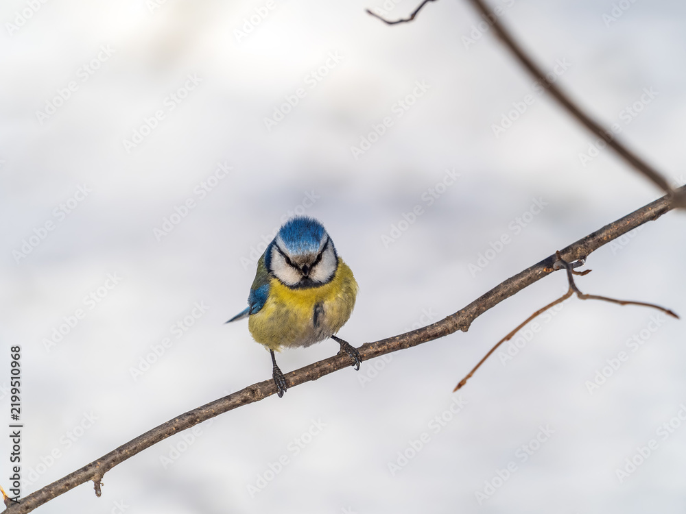 Fototapeta premium Cute bird, Eurasian blue tit, songbird sitting on a branch without leaves in the autumn or winter
