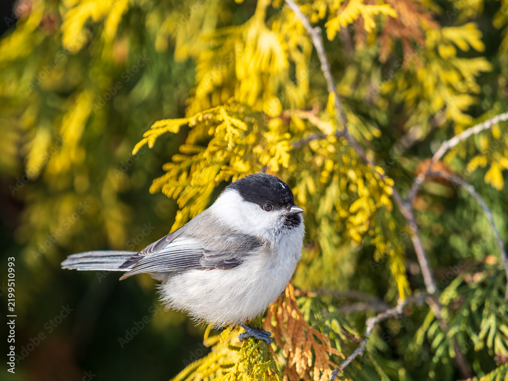 Fototapeta premium Cute bird the willow tit, song bird sitting on a branch without leaves in the winter.