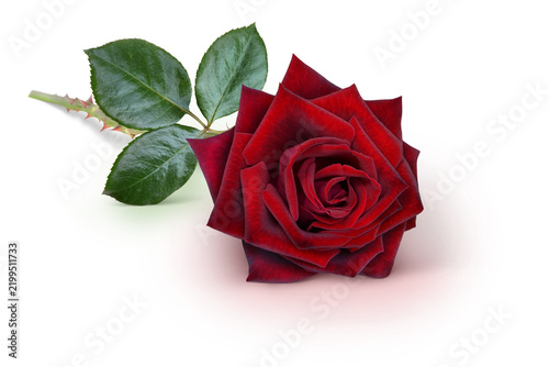 Blumen 1522