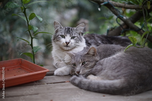 Two tabby cats resting together outdoors