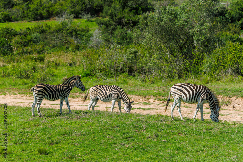 Fototapeta premium Zebra herd on safari in South Africa