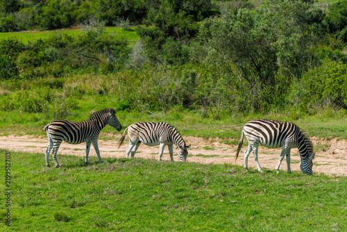 Canvas Print Zebra herd on safari in South Africa