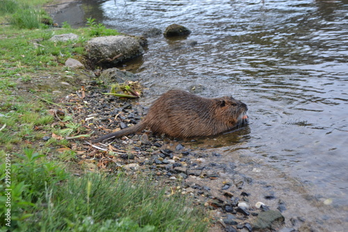 Obraz na płótnie Nutria on a pebbled vltava riverbank near grassy shore for urban wildlife and na