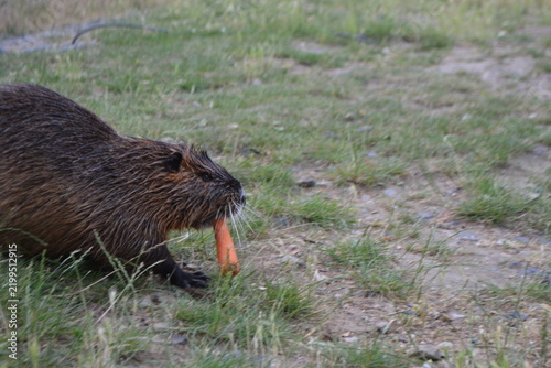 Cuadro en lienzo Nutria eating a carrot on the grassy banks of the vltava river in prague for wil