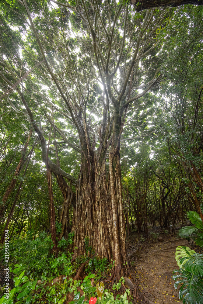 Fototapeta premium Lush tropical greenery after rain