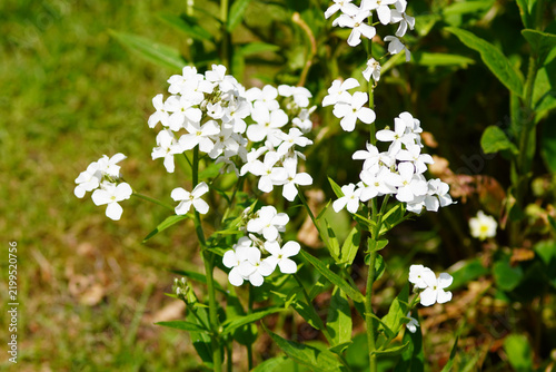 White flowers of dame's rocket (Hesperis matronalis). May, spring, Netherlands